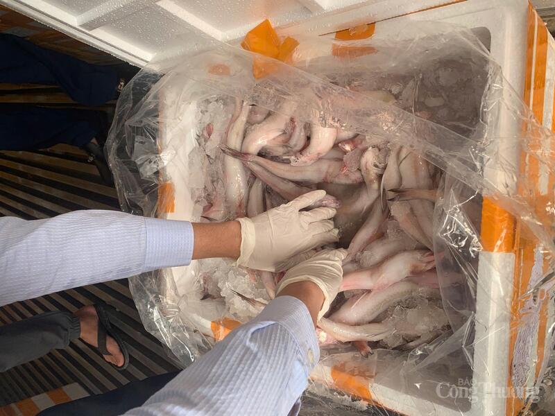 Phát hiện 10 tấn cá khoai dùng chất cấm formol để bảo quản