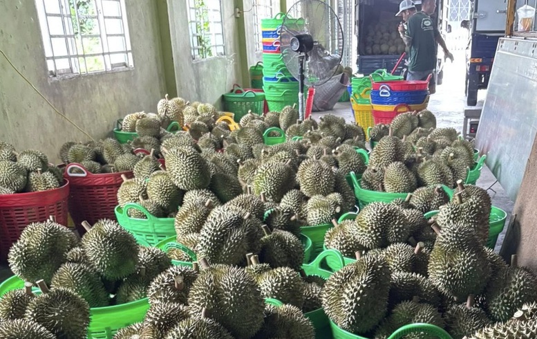 Bộ NN&MT đ&atilde; c&oacute; kế hoạch th&iacute; điểm truy xuất nguồn gốc quả sầu ri&ecirc;ng - Ảnh: VGP/Đỗ Hương