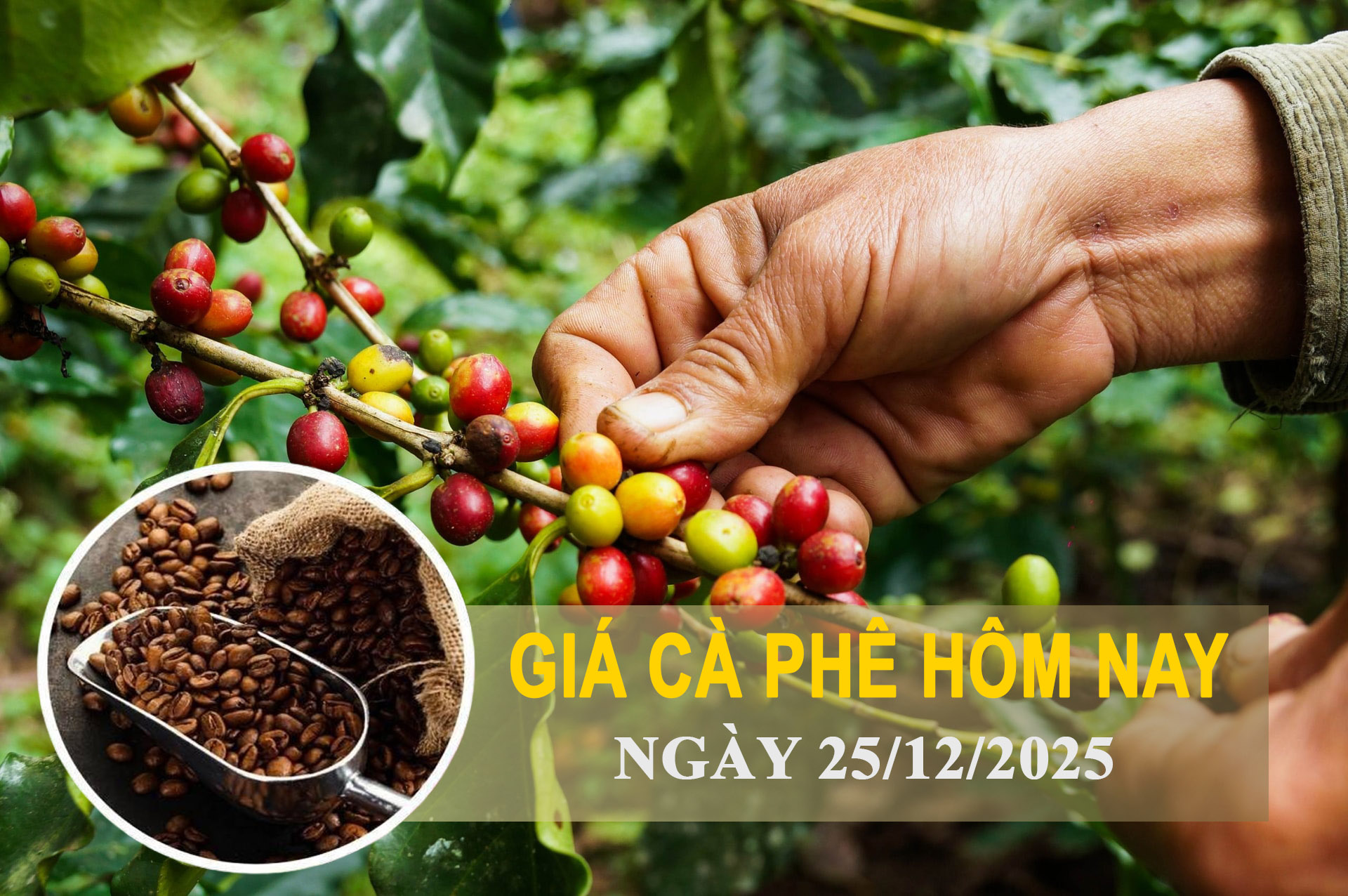 Giá cà phê hôm nay 25/12: Trong nước tăng mạnh 2.100 - 2.500 đồng/kg