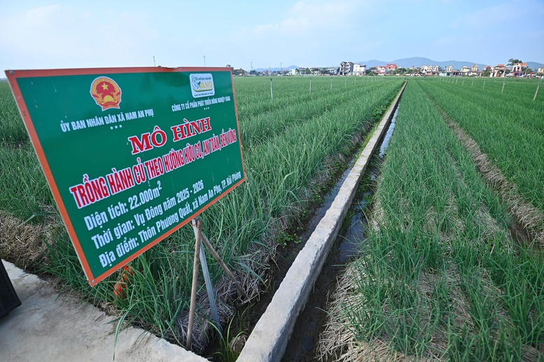 Thị trường rau củ nội địa: Cơ hội, thách thức và hướng phát triển