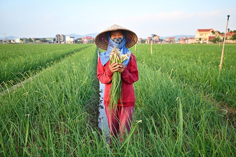 Ti&ecirc;u thụ gắn với chuẩn h&oacute;a quy tr&igrave;nh sản xuất kh&ocirc;ng chỉ gi&uacute;p n&acirc;ng cao gi&aacute; trị n&ocirc;ng sản m&agrave; c&ograve;n l&agrave; tiền đề để mở rộng thị trường nội địa - Ảnh: VGP/Đỗ Hương