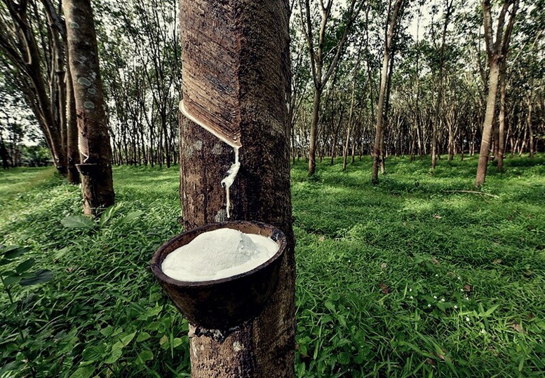 THỊ TRƯỜNG HÀNG HÓA: Thanh khoản mỏng, giá cao su đi ngang trong kỳ nghỉ Giáng sinh