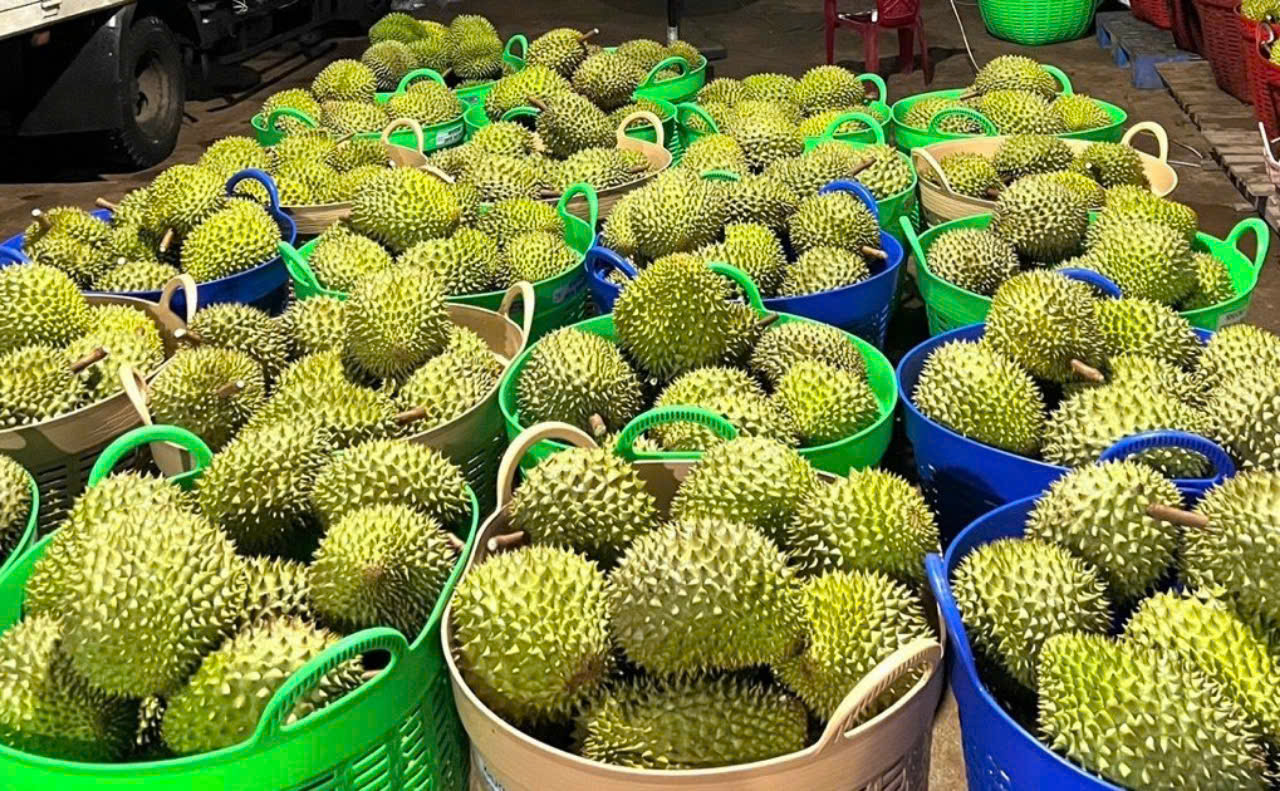 Giá sầu riêng hôm nay 27/12: Sầu riêng Thái đồng loạt chạm mốc 92.000 đồng/kg