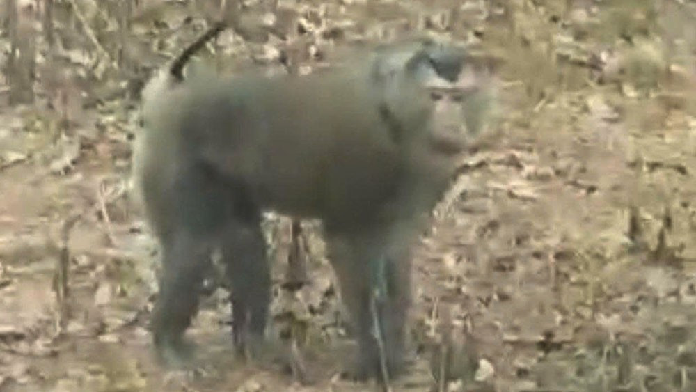 Khỉ hoang dã tấn công người dân làm nương ở Sơn La