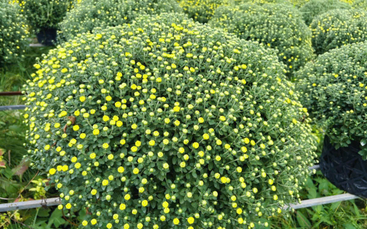 Hoa c&uacute;c m&acirc;m x&ocirc;i bung nở sớm, khiến nhiều nh&agrave; vườn lo lắng đầu ra dịp Tết. (Ảnh: Nguyễn Liến)