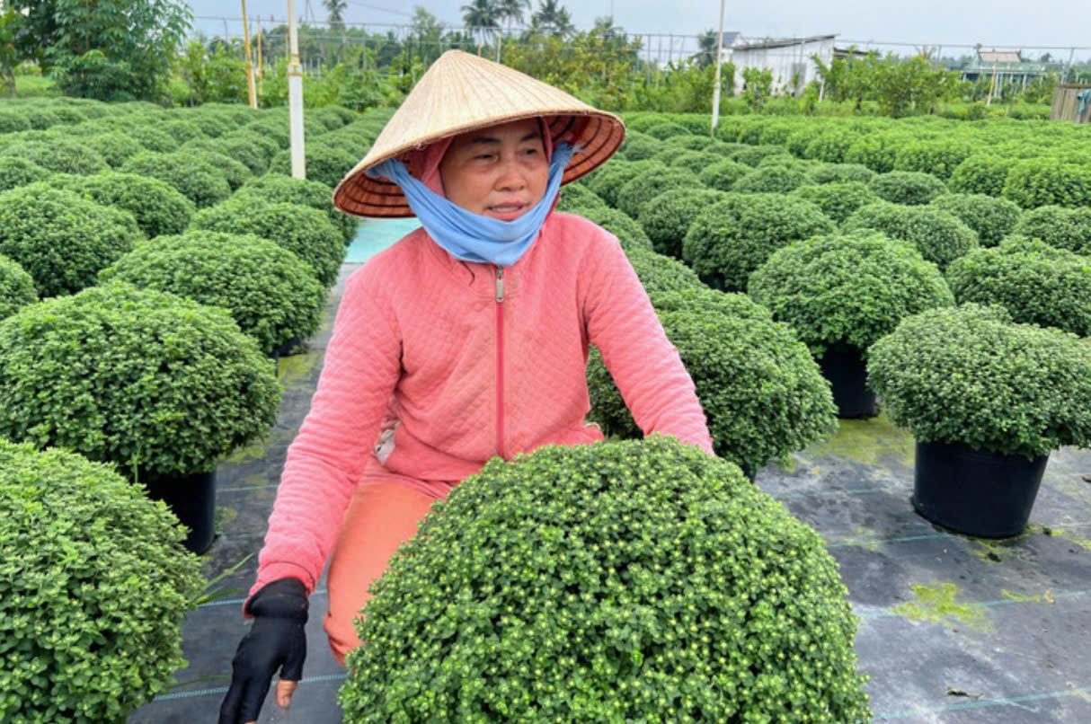 B&agrave; Hồng lo lắng để giữ hoa nở đ&uacute;ng Tết sẽ phải tốn th&ecirc;m nhiều chi ph&iacute;. (Ảnh: Nguyễn Liến)