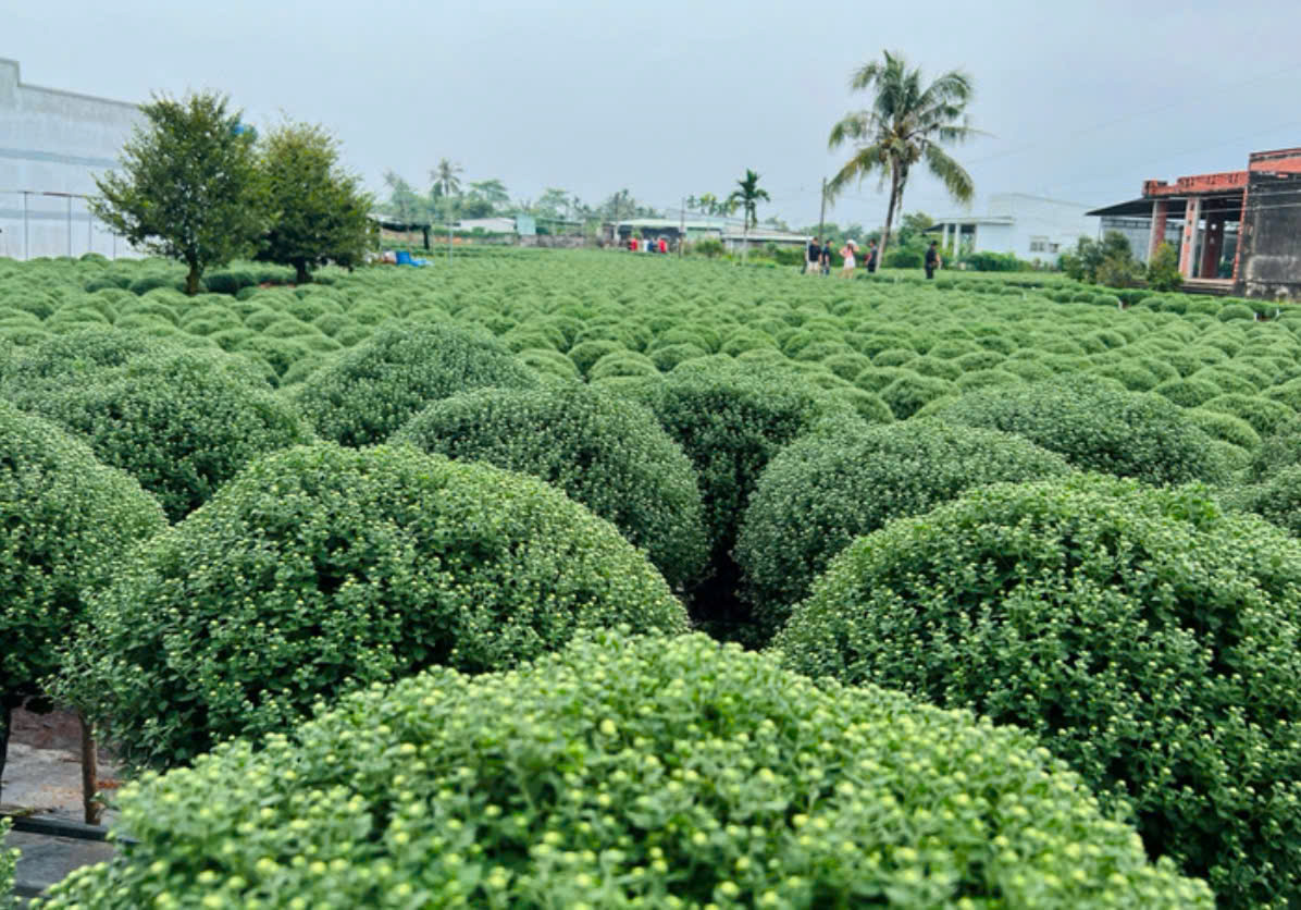 C&uacute;c m&acirc;m x&ocirc;i Tết được nh&agrave; vườn chăm s&oacute;c cẩn thận nhưng vẫn đối mặt nguy cơ nở lệch thời điểm. (Ảnh: Nguyễn Liến)