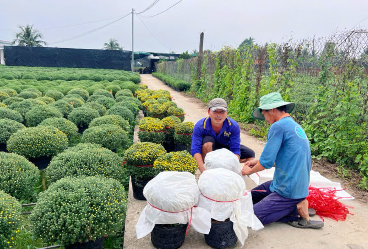 Hoa Tết nở sớm, nhà vườn lo đầu ra trong mùa thị trường trầm lắng