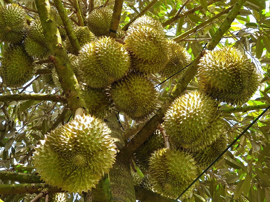 Giá sầu riêng hôm nay 5/1:Thị trường duy trì mức cao