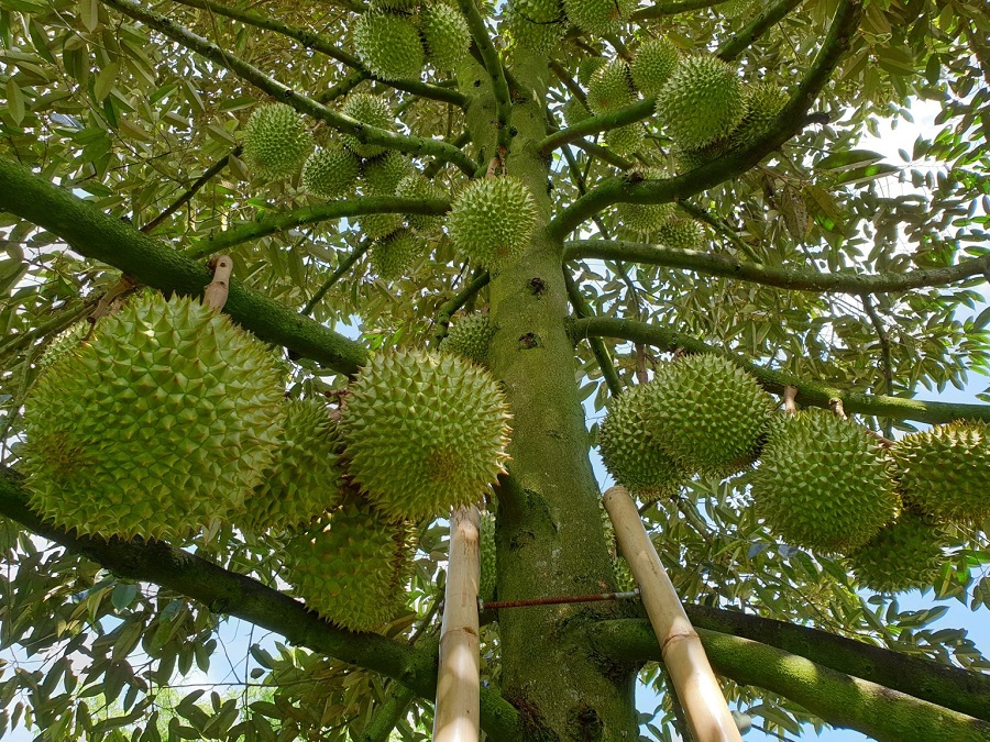 Giá sầu riêng hôm nay 6/1: Thị trường tăng