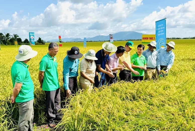 An Giang tạo dấu ấn trong thực hiện Đề án 1 triệu hecta lúa chất lượng cao, phát thải thấp