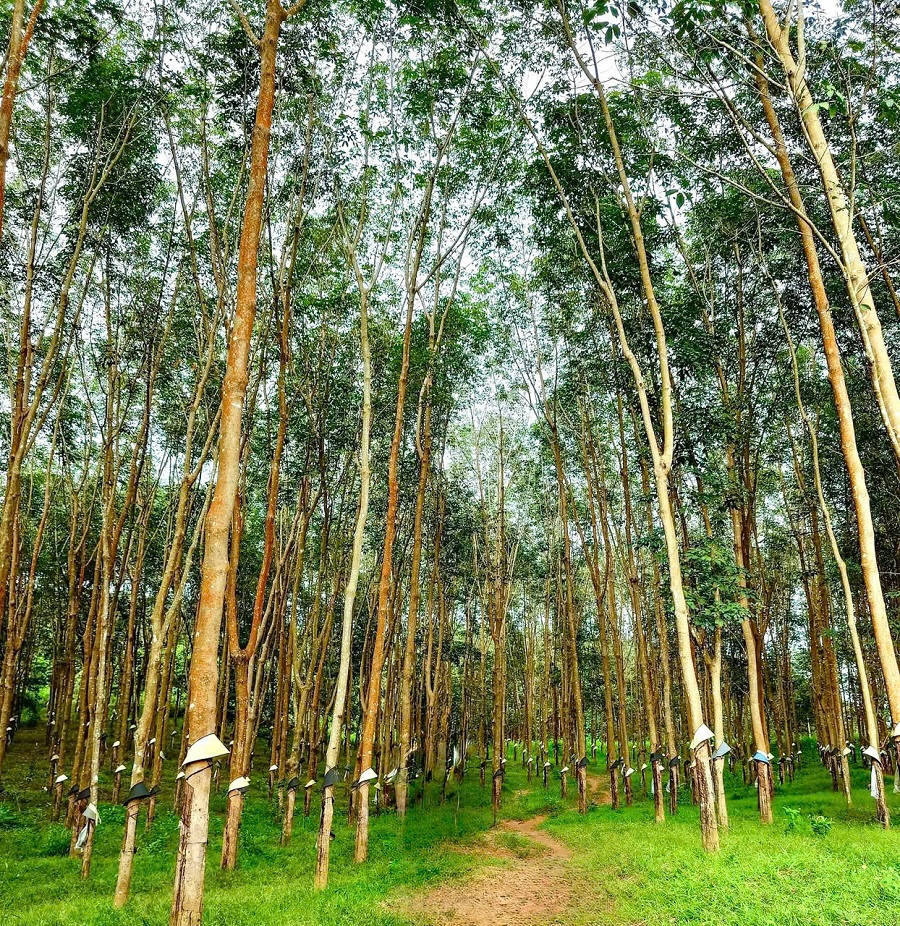 Giá cao su hôm nay 9/1: Thị trường biến động