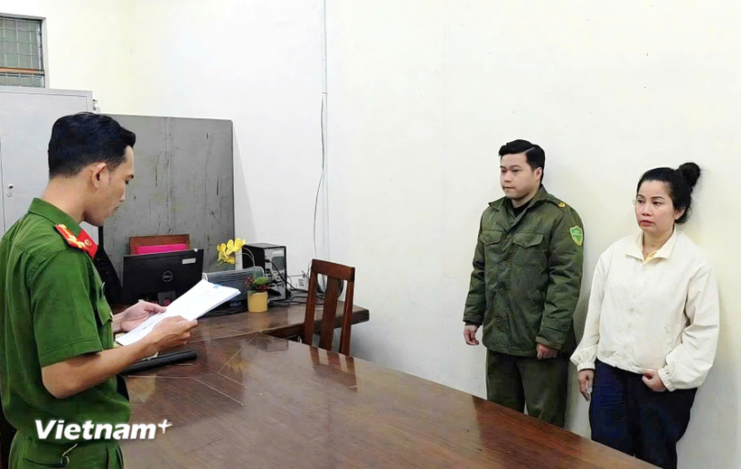 Triệt phá đường dây buôn lậu tôm hùm giống trị giá hơn 6,77 tỷ đồng