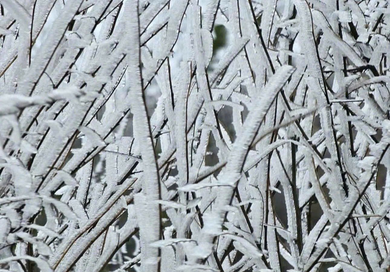 Băng gi&aacute; phủ k&iacute;n c&agrave;nh c&acirc;y ngọn cỏ ở đỉnh Lảo Thẩn.