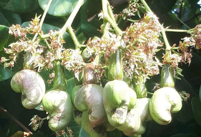 Xuất khẩu hạt điều lần đầu tiên vượt 5 tỷ USD