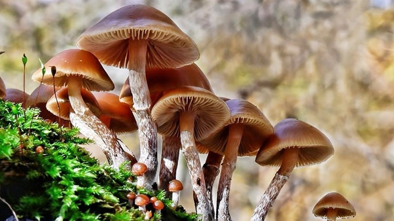 Khẩn trương xử lý vụ nghi ngộ độc thực phẩm do ăn nấm ở Tây Ninh