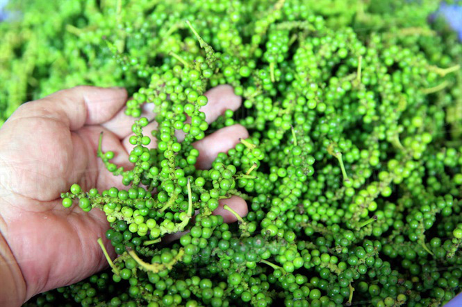 Giá tiêu hôm nay 14/1: Điều chỉnh giảm