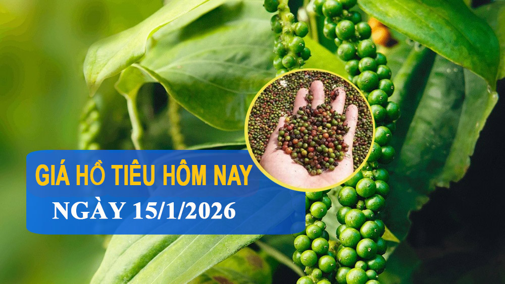 Giá tiêu hôm nay 15/1: Chững lại, dao động 149.000 - 152.000 đồng/kg