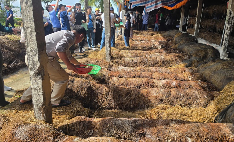 Kinh tế tuần hoàn từ rơm rạ mở lối cho nông nghiệp phát thải thấp