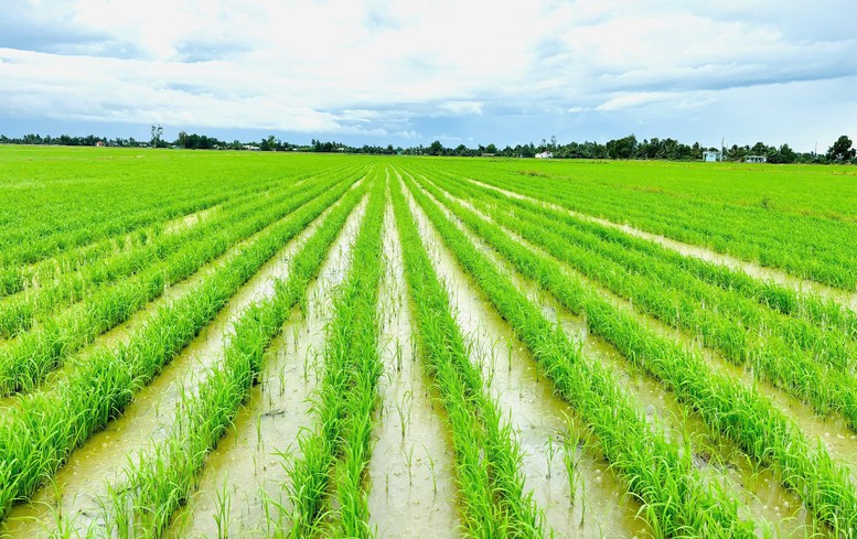 Vai trò tiên phong của ASEAN trong nông nghiệp xanh, phát thải thấp