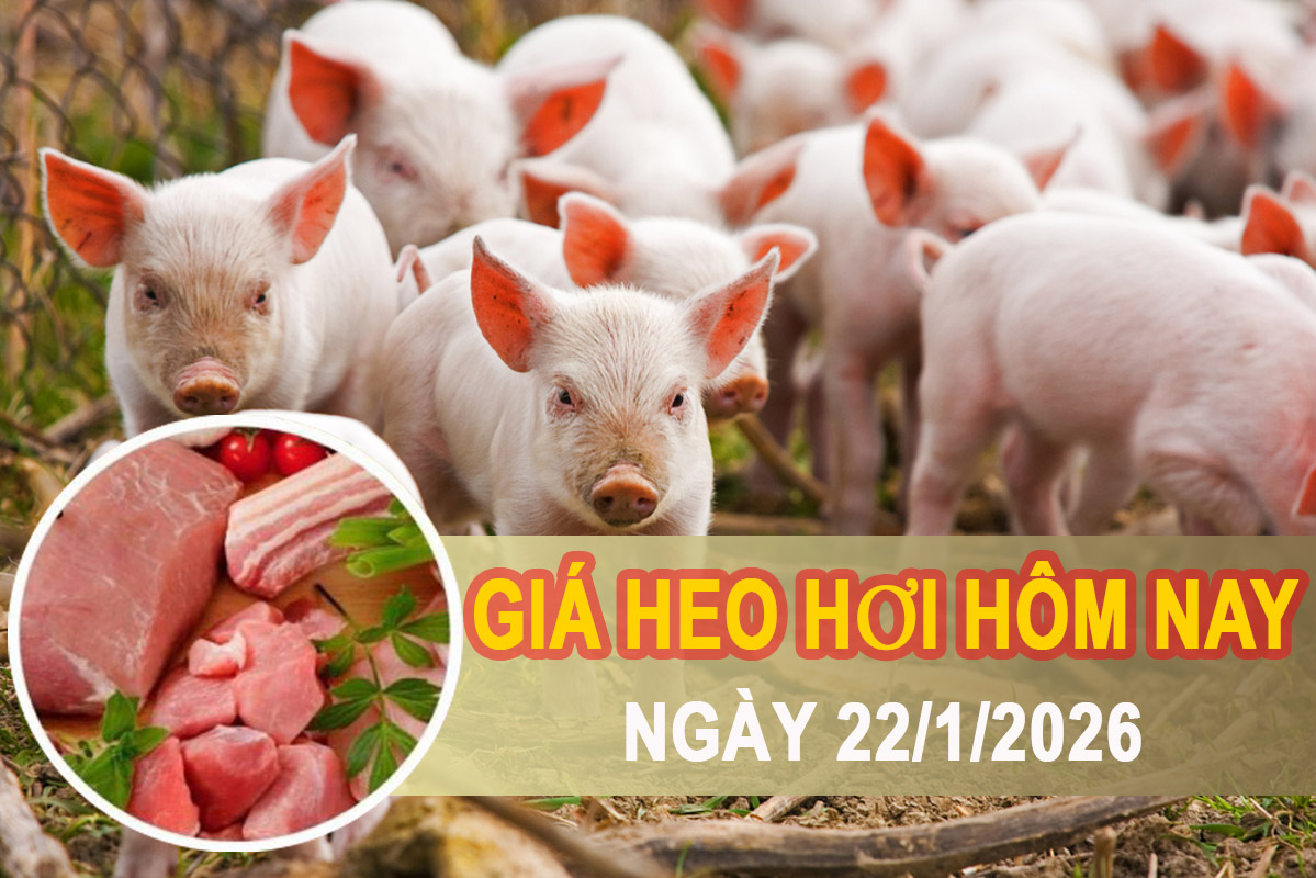 Giá heo hơi hôm nay 22/1: Tiếp đà tăng, miền Bắc chạm mốc cao nhất 78.000 đồng/kg