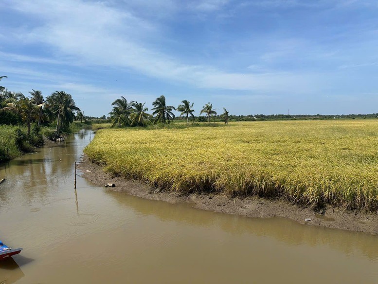 Hướng đi chiến lược của ngành lúa gạo năm 2026