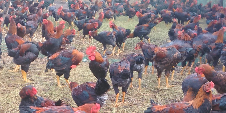 Việt Nam đ&atilde; mở cửa thị trường thịt gia cầm chế biến từ th&aacute;ng 5/2025 - Ảnh: VGP/Đỗ Hương