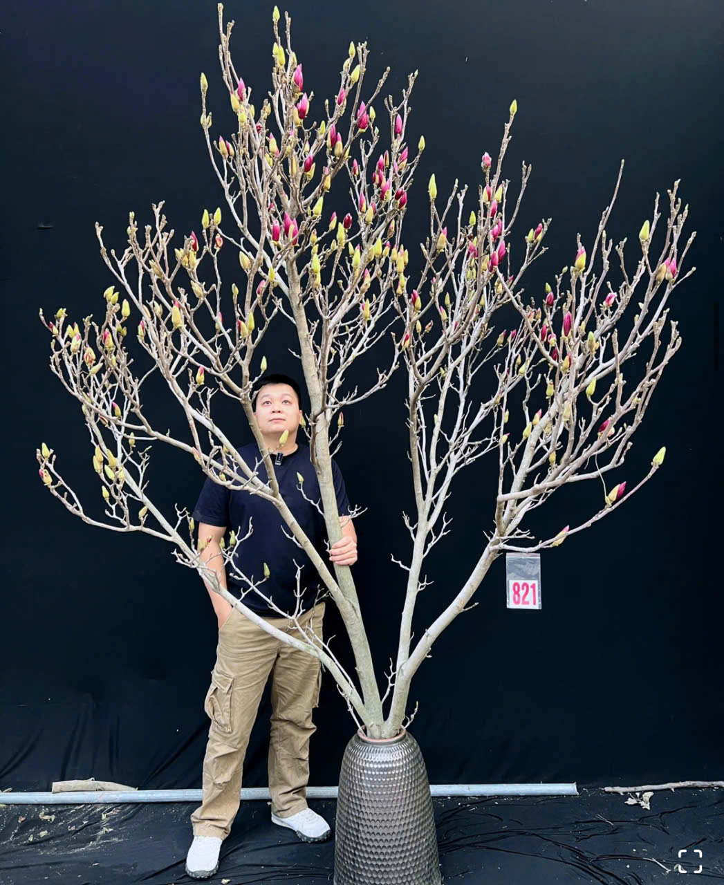 Chị Ngọc B&iacute;ch, chủ một tiệm hoa tại H&agrave; Nội, cho biết thị trường năm nay thay đổi r&otilde; rệt khi kh&aacute;ch h&agrave;ng chuyển từ mộc lan c&agrave;nh dăm sang săn t&igrave;m những c&agrave;nh 