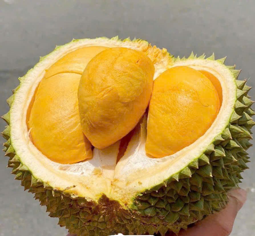 Giá sầu riêng hôm nay 26/1: Thị trường trở lại đà tăng