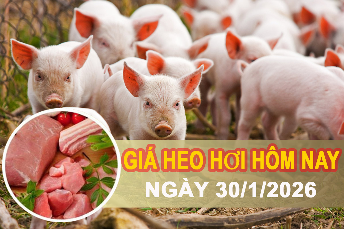 Giá heo hơi hôm nay 30/1: Miền Bắc giảm nhẹ, miền Nam giữ giá ổn định