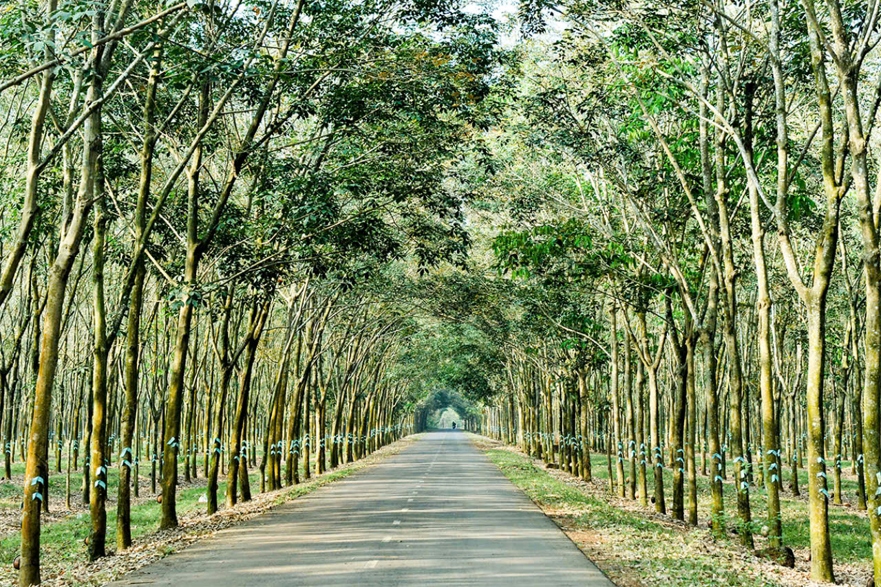 Giá cao su hôm nay 19/2: Thị trường trầm lắng