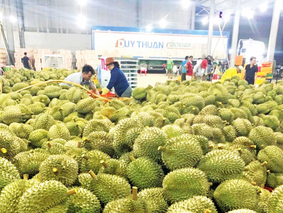 Minh bạch “lý lịch” để sầu riêng vươn xa