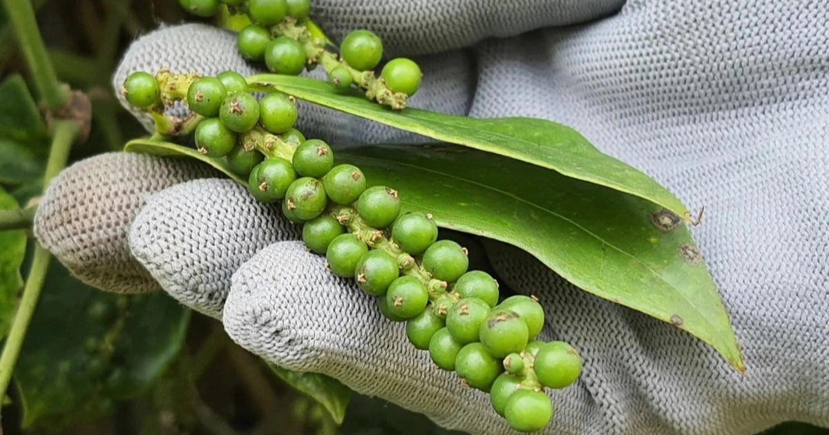 Giá tiêu hôm nay 25/2: Tăng 1.000 đồng/kg