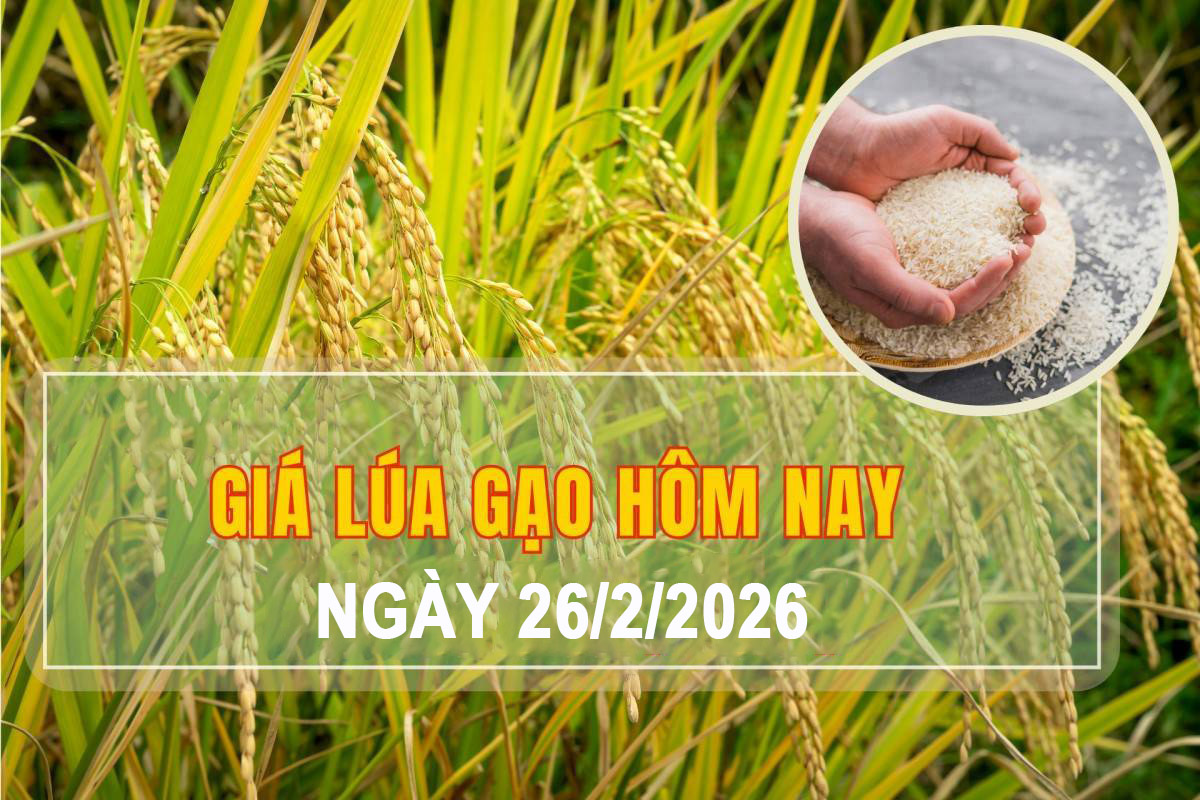 Giá lúa gạo hôm nay 26/2: Thị trường trong nước đi ngang, gạo xuất khẩu biến động