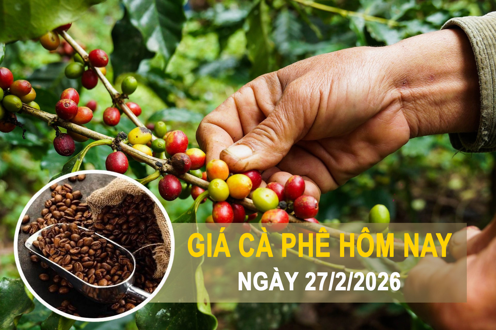Giá cà phê hôm nay 27/2: Tây Nguyên tăng mạnh, robusta trở lại mốc 3.700 USD/tấn