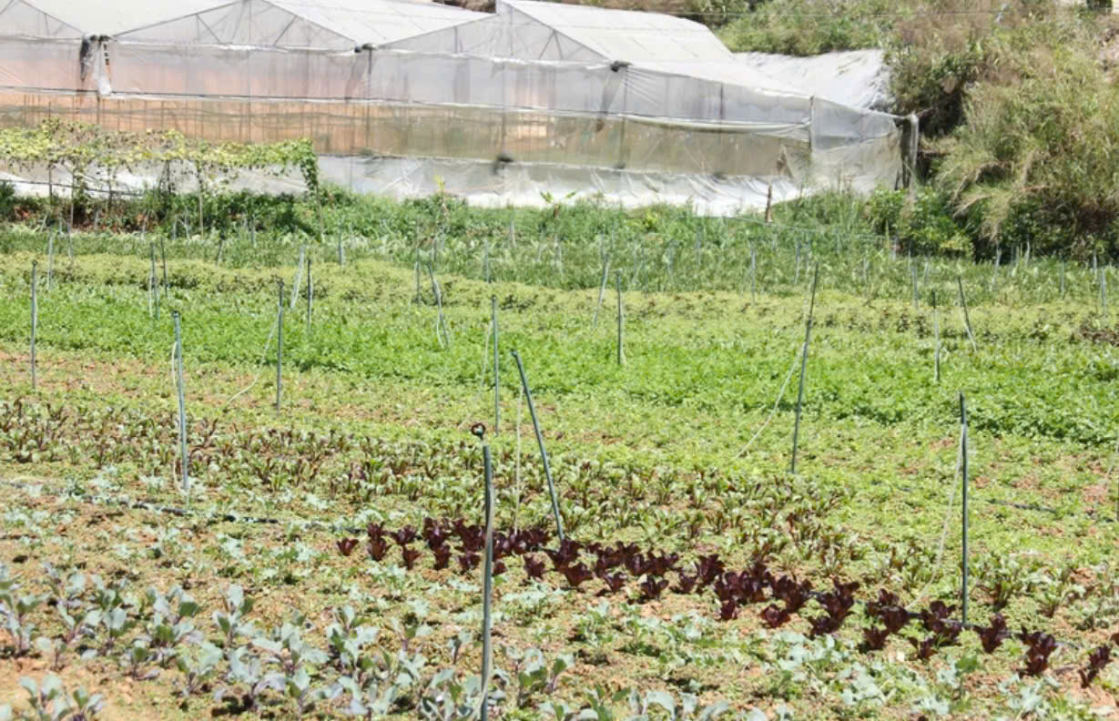 Nông sản hữu cơ mở hướng phát triển giá trị cao cho nông nghiệp Việt