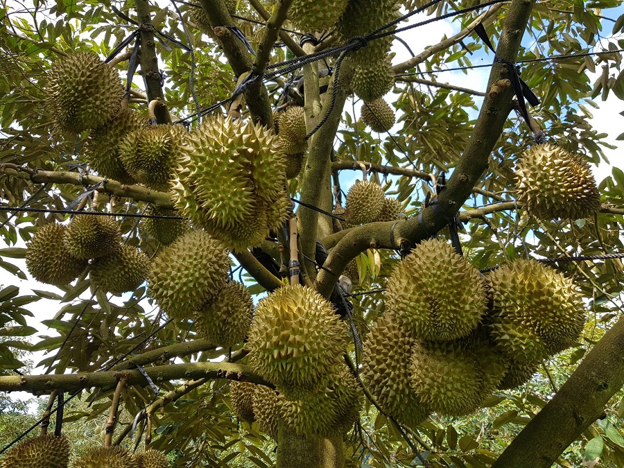 Giá sầu riêng hôm nay 2/3: Sầu Ri6 bật tăng lên 110.000 đồng/kg