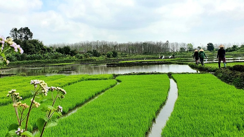 Sản xuất lúa giảm phát thải: Thay đổi từ những cánh đồng Bắc bộ