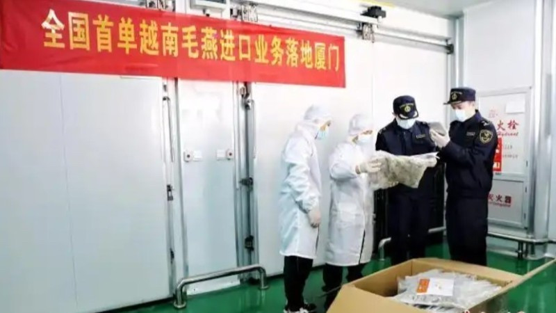 Trung Quốc lần đầu tiên nhập khẩu tổ yến thô từ Việt Nam