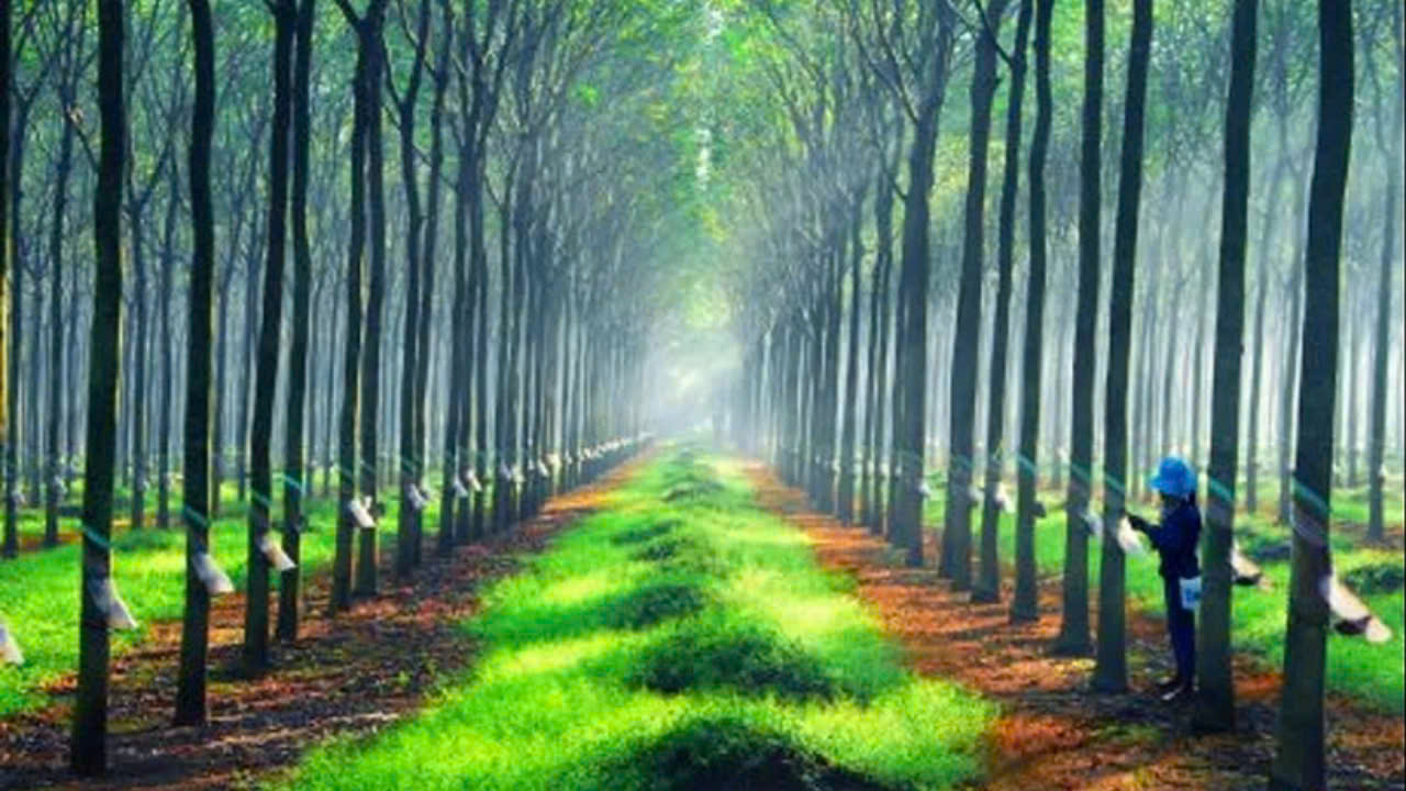 Giá cao su hôm nay 4/3: Tăng trên sàn SHFE và SGX