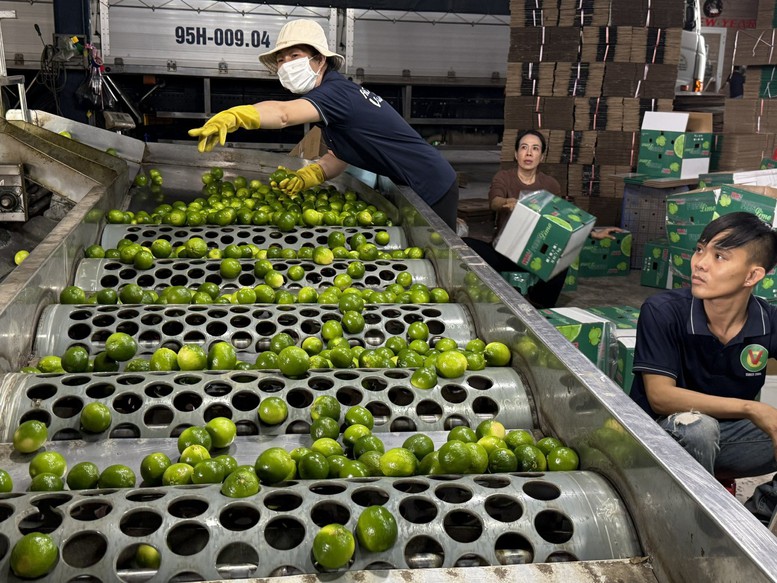 Rau quả c&oacute; thể thất tho&aacute;t 20-30% sản lượng nếu bảo quản sau thu hoạch kh&ocirc;ng tốt - Ảnh: VGP/Đỗ Hương