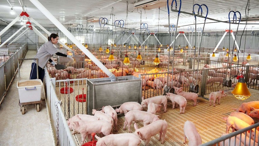 Giá heo hơi hôm nay 11/3: Duy trì cao nhất 68.000 đồng/kg