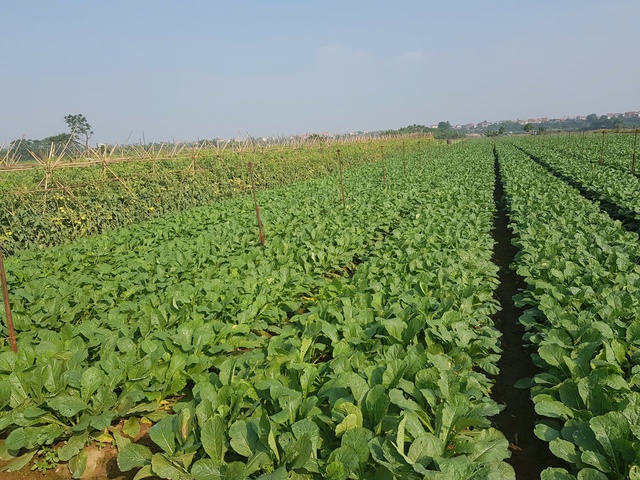 Phát triển nông nghiệp xanh góp phần hình thành vành đai sinh thái cho Thủ đô