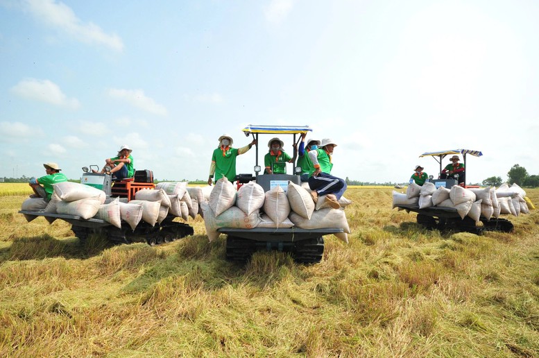 Đảm bảo việc điều hành sản xuất và tiêu thụ lúa gạo trong tình hình mới