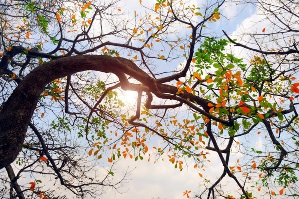 Dự báo thời tiết ngày 22/3: Miền Bắc nhiều mây, có mưa và sương mù