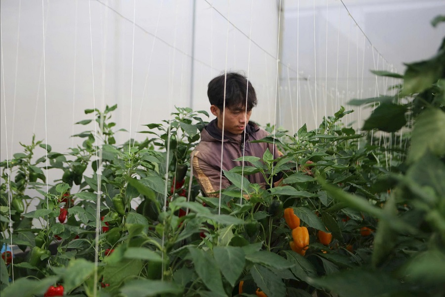 Từ phòng thí nghiệm ra ruộng vườn: KHCN giúp Lâm Đồng tăng giá trị nông sản