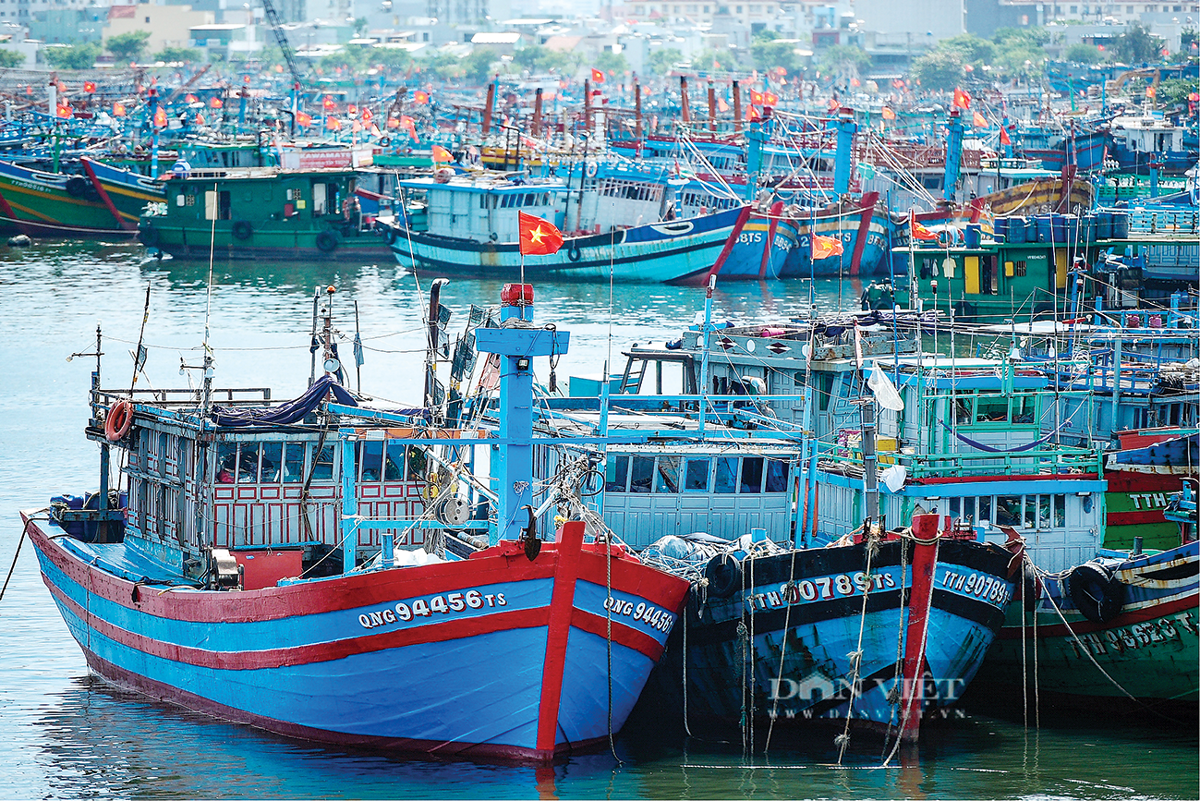 Giá nhiên liệu leo thang, ngư dân Ninh Bình chật vật bám biển