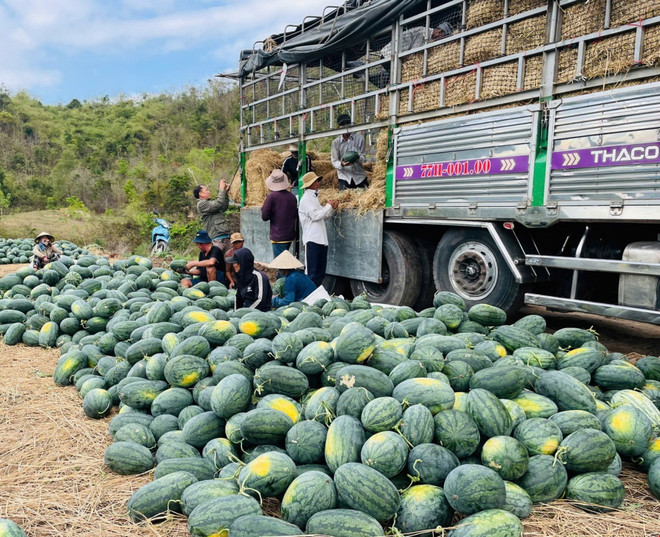 Giá dưa hấu giảm sâu, nhiều hộ nông dân thua lỗ nặng