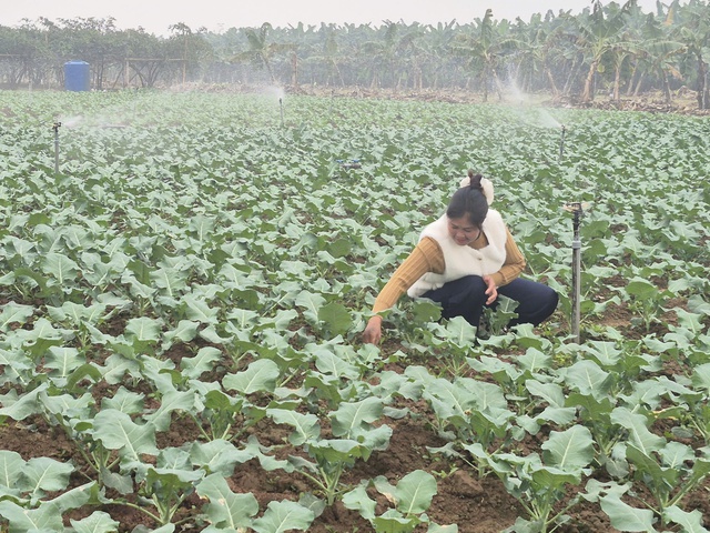 V&ugrave;ng trồng rau an to&agrave;n của HTX Minh Ch&acirc;u Xanh, x&atilde; Minh Ch&acirc;u. Ảnh: VGP/Thiện T&acirc;m