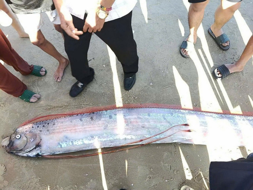 Phát hiện cá mái chèo khổng lồ gần 4 mét trôi dạt vào bờ biển Lâm Đồng